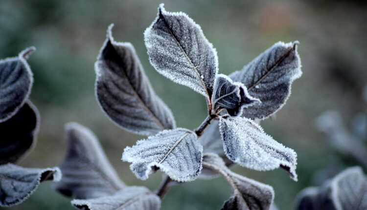 blad med frost