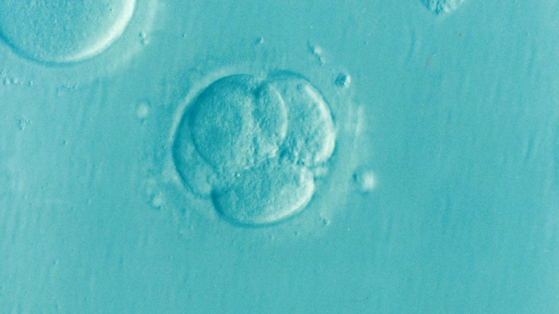 Embryo som håller på att delas