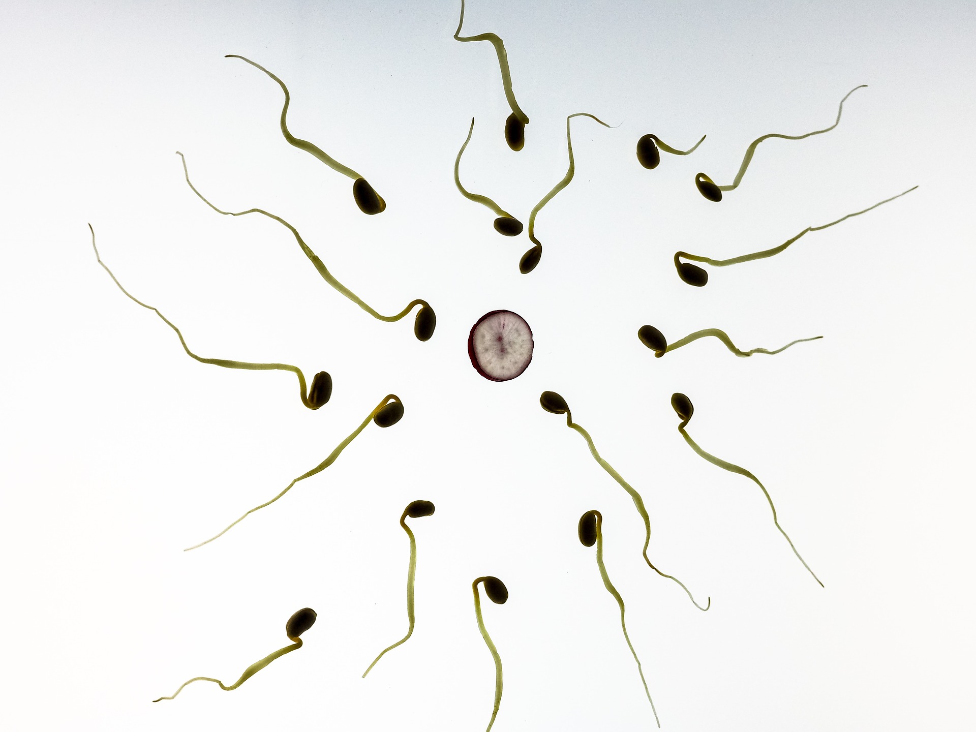 Spermier som simmar mot ett ägg