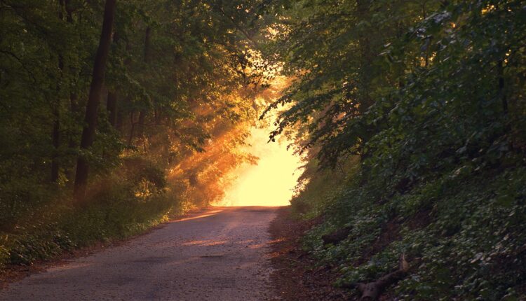 Väg som leder mellan träd fram till ljus