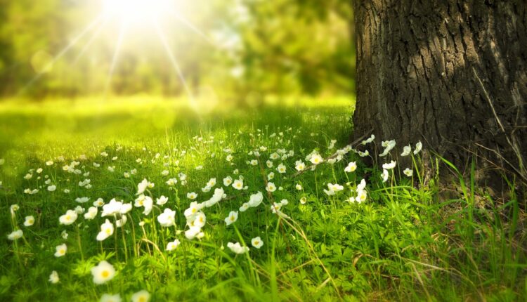 Solen lyser på en äng